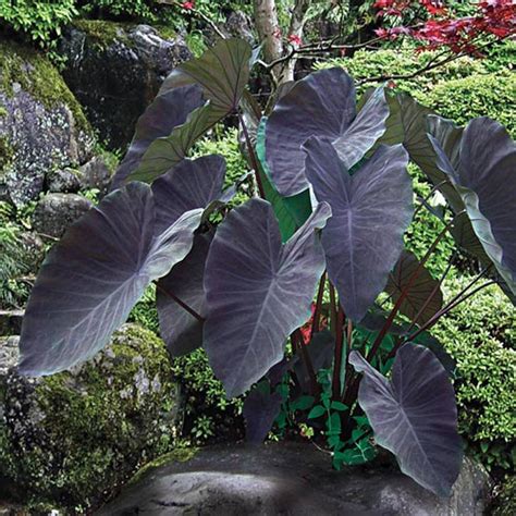 Colocasia Esculenta Black Magic: A Gorgeous Focal Point in Outdoor Landscapes